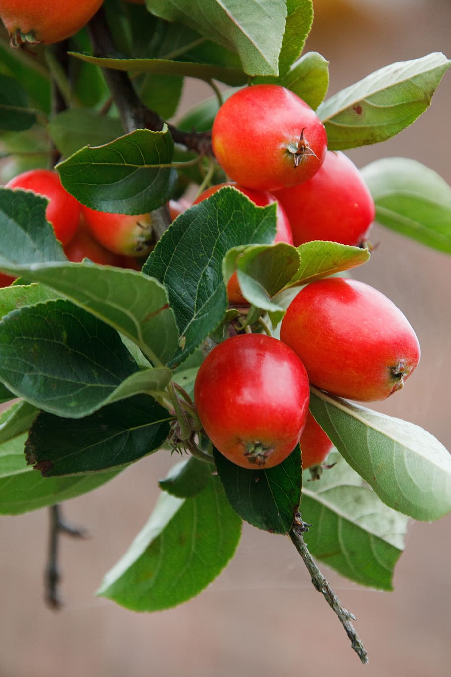 apple, branch, fruit, green, mini, miniature, natural, nature HD wallpaper