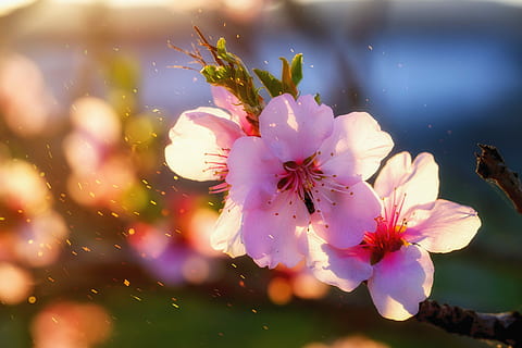 HD wallpaper: white cherry blossoms, flowers, nature, tree, spring