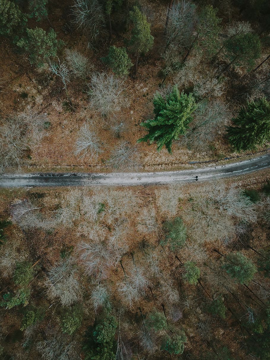 bird's-eye view photography of road between green trees, person walking on the road surrounded of trees HD wallpaper