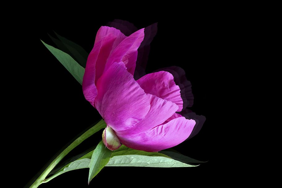 flower, blossom, bloom, red, peony, mirroring, plant, summer HD wallpaper