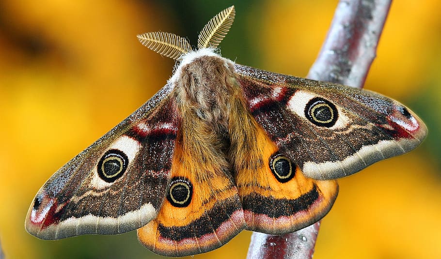 photo of peacock moth, lepidoptera, insect, macro, uk, nature HD wallpaper
