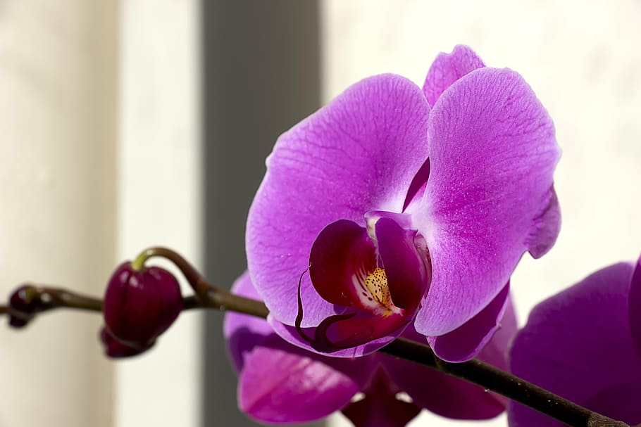 veranda, flowers, plants, spring, nature, wildflower, potted plant HD wallpaper