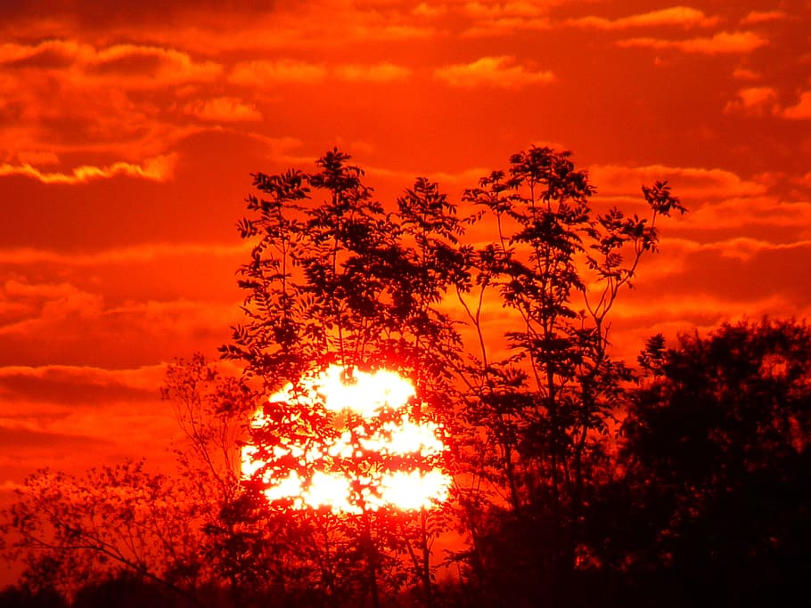 Sunset, Romance, abendstimmung, sky, tree, night, illuminated HD wallpaper