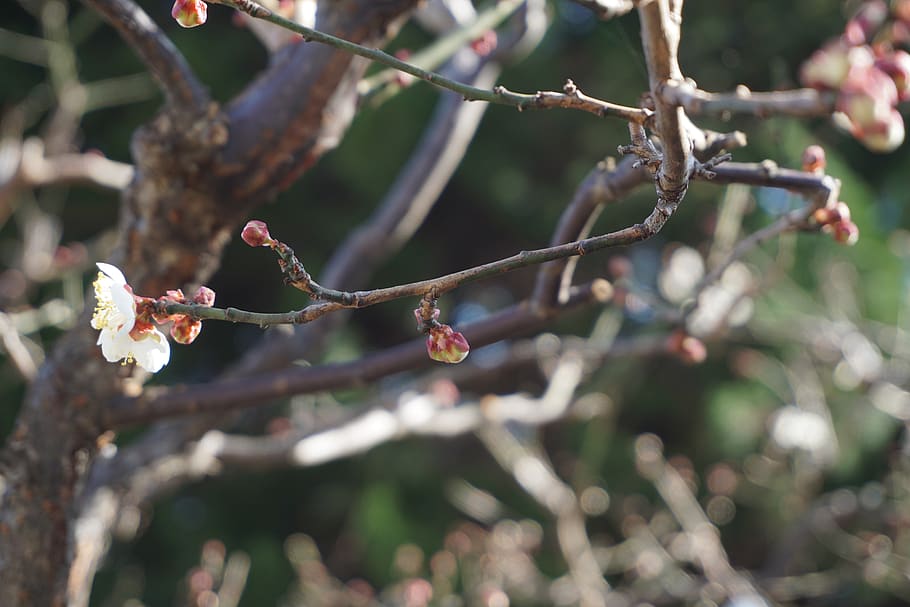 tree, cherry blossom, branch, plant, focus on foreground, growth HD wallpaper