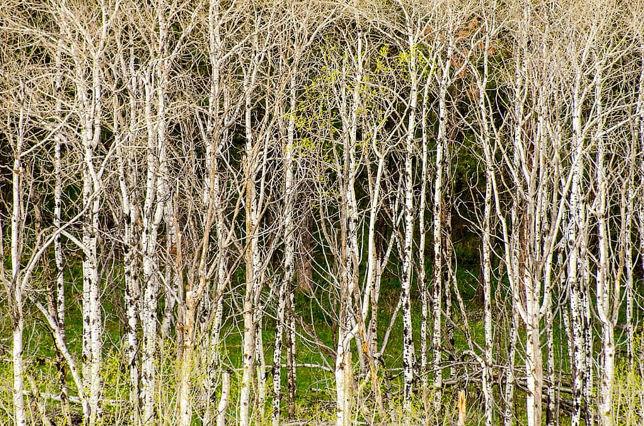 aspen trees, tree grove, background, texture, nature, mountain HD wallpaper