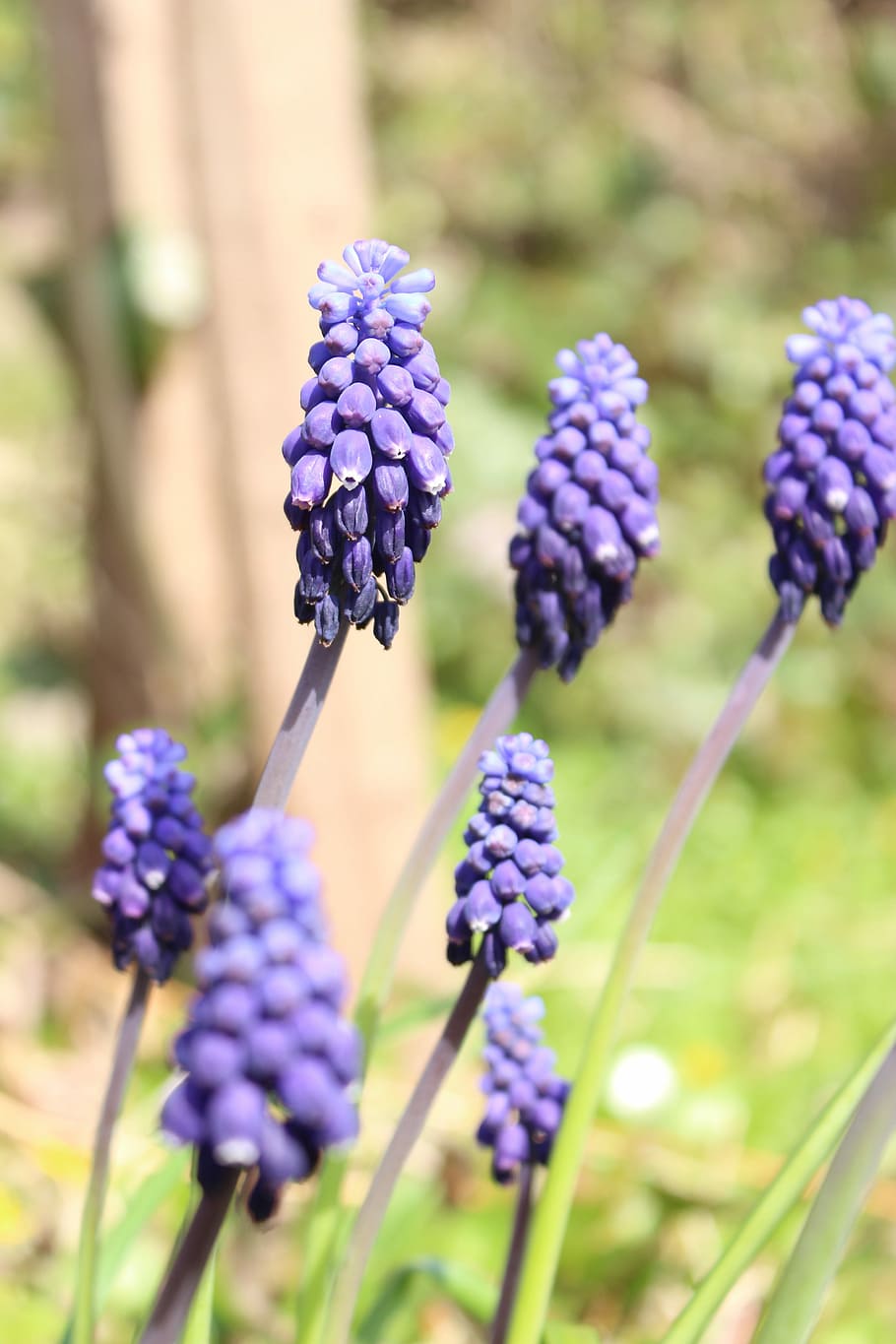 Grape Hyacinth, Hyacinth, Flower, Nature, incomplete, spring, HD wallpaper