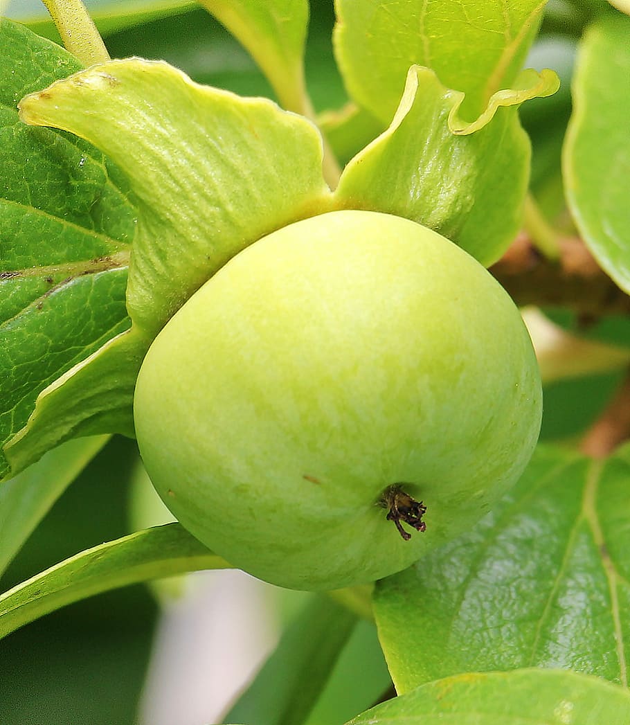 kaki, persimmon tree, fruit, exotic, vitamins, healthy, food HD wallpaper