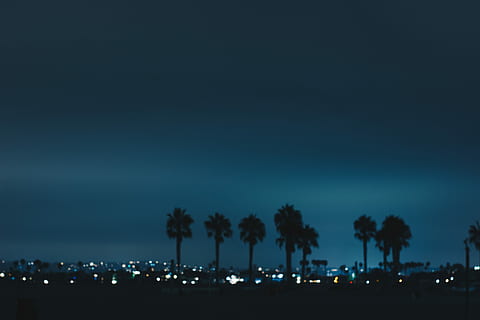 silhouette of trees and building, silhouette photo of palm trees HD wallpaper