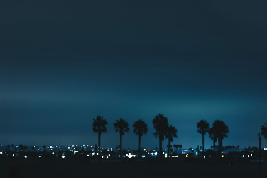 silhouette of trees and building, silhouette photo of palm trees HD wallpaper