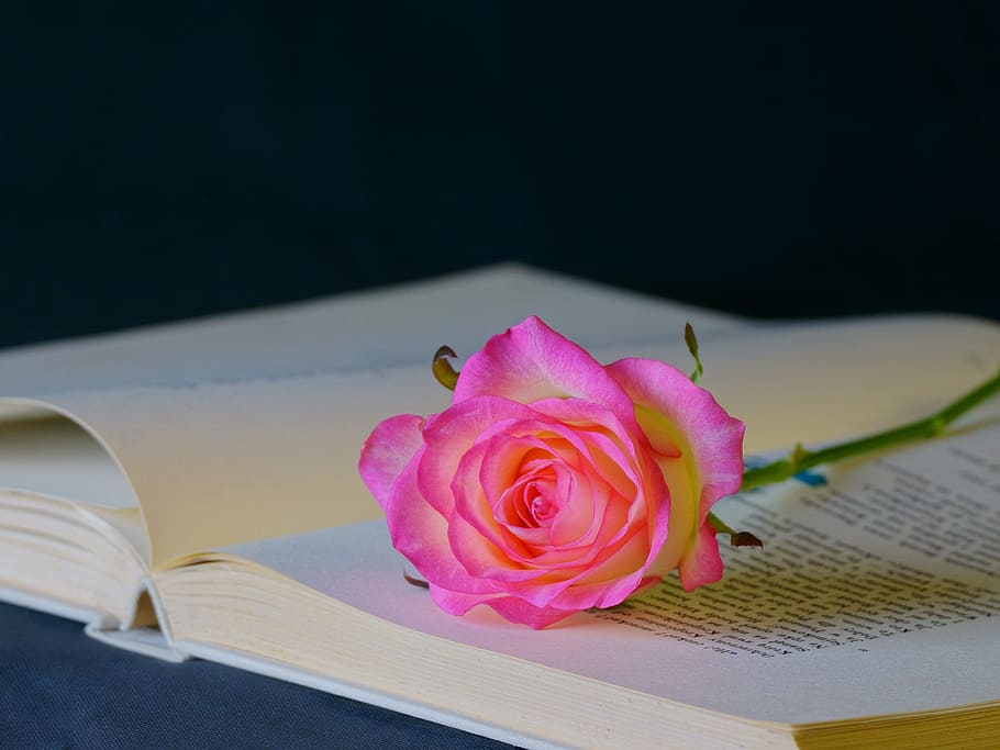 flower, rose, book, flowering plant, pink color, petal, beauty in nature HD wallpaper