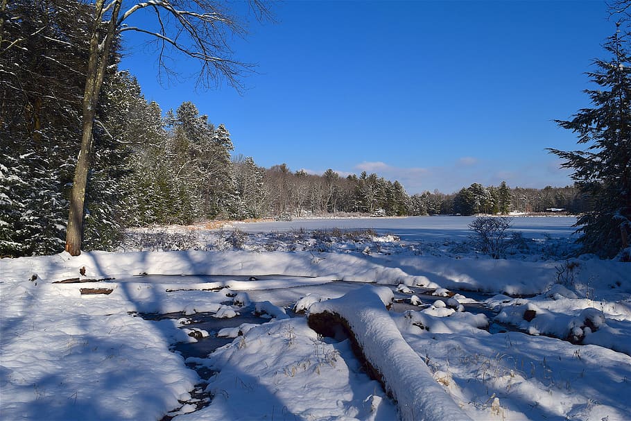 snow, lake, coast, trees, landscape, nature, water, winter HD wallpaper