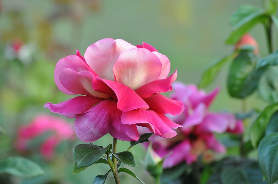 macro photography of pink flower, rose, spring, romantic, nature HD wallpaper