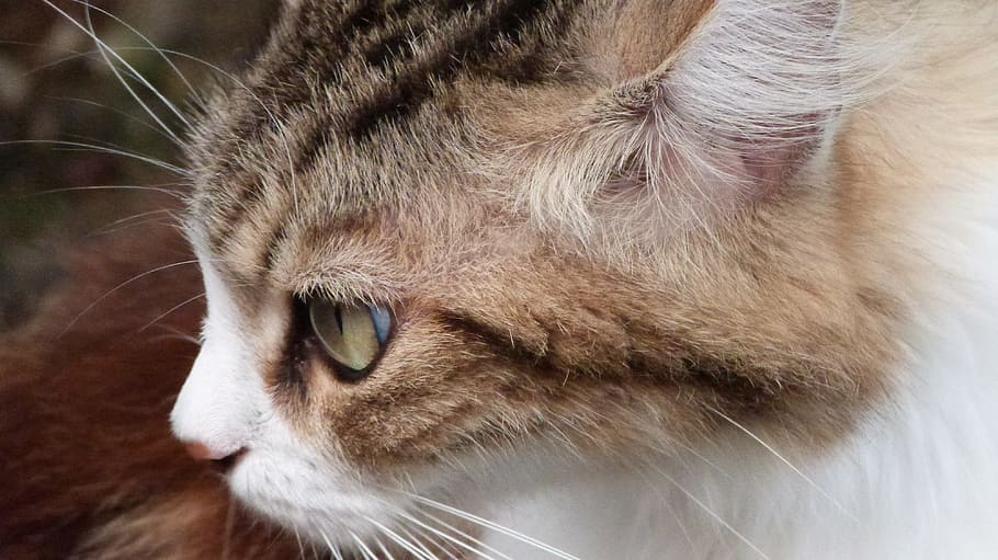 cat, animals, v, wildcat, cat lying, feline, cat eyes, domestic animal HD wallpaper