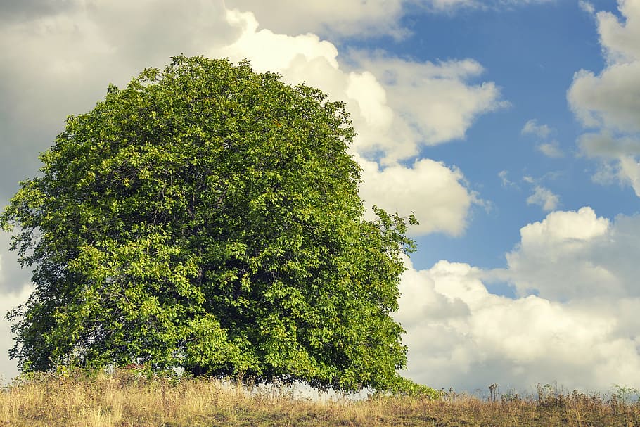 tree, sky, summer, landscape, blue, blue sky, cloud, grass HD wallpaper