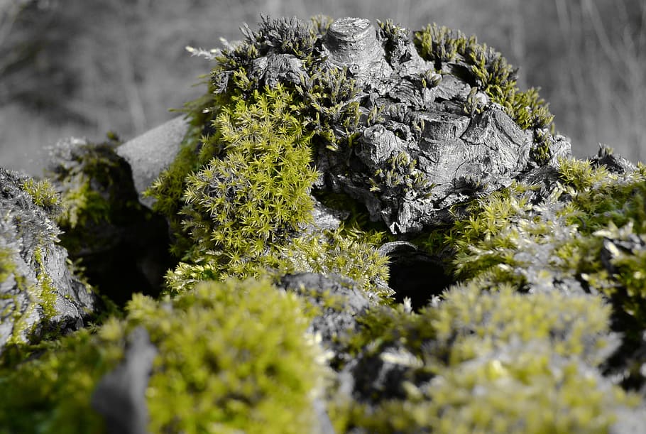 Root, Nature, Moss, Green, Close, no people, day, green color HD wallpaper