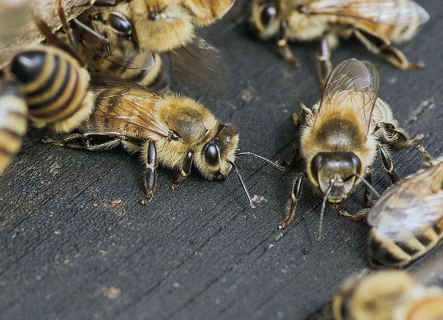 group of yellow bees, buzz, honey, buzzing, nature, nectar HD wallpaper
