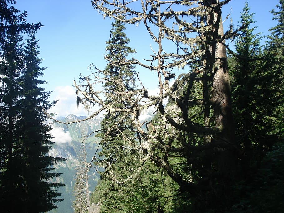 nature, trees, plant, forest, beauty in nature, growth, sky HD wallpaper