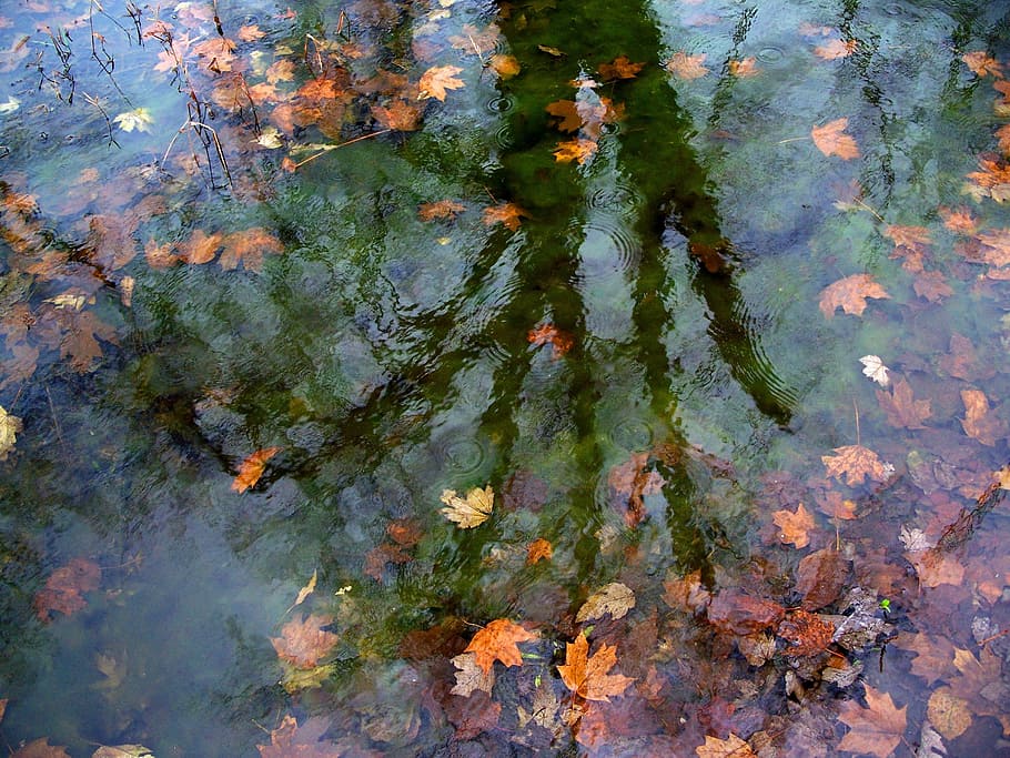 dried maple leaves at the bottom of water, reflections, tree HD wallpaper