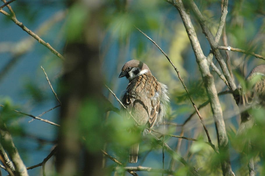 sparrow, sperling, bird, ruffled, house sparrow, animal wildlife HD wallpaper
