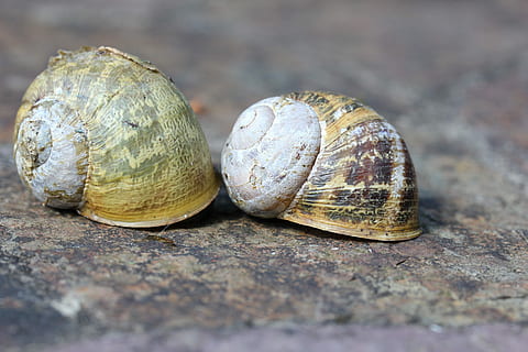 Snail, Slimy, Nature, Shell, Mollusk, escargot, mollusc, slug HD wallpaper
