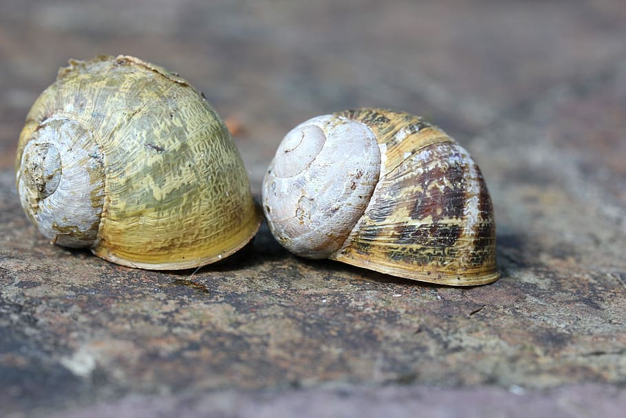 Snail, Slimy, Nature, Shell, Mollusk, escargot, mollusc, slug HD wallpaper