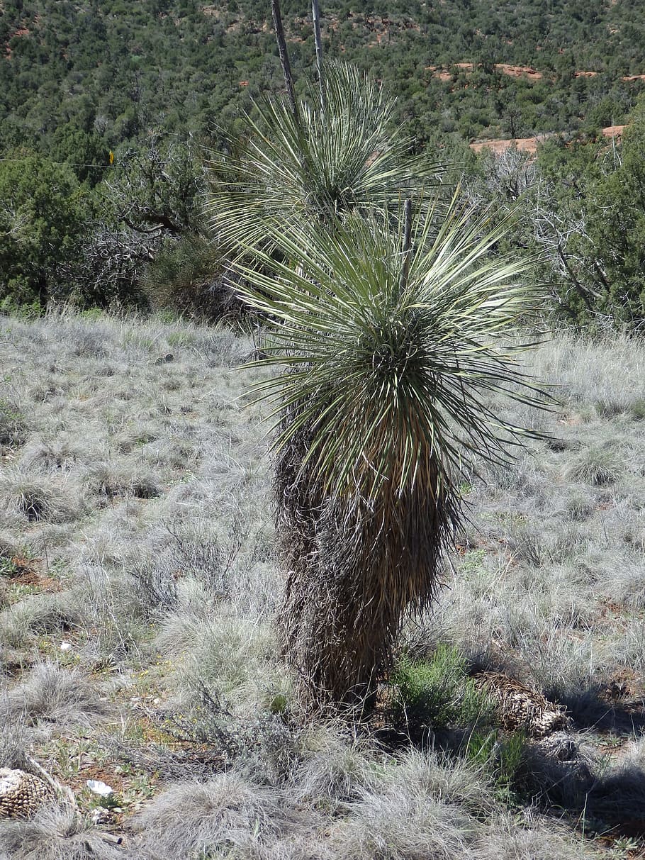 joshua tree, desert, winter, plant, land, field, growth, day HD wallpaper