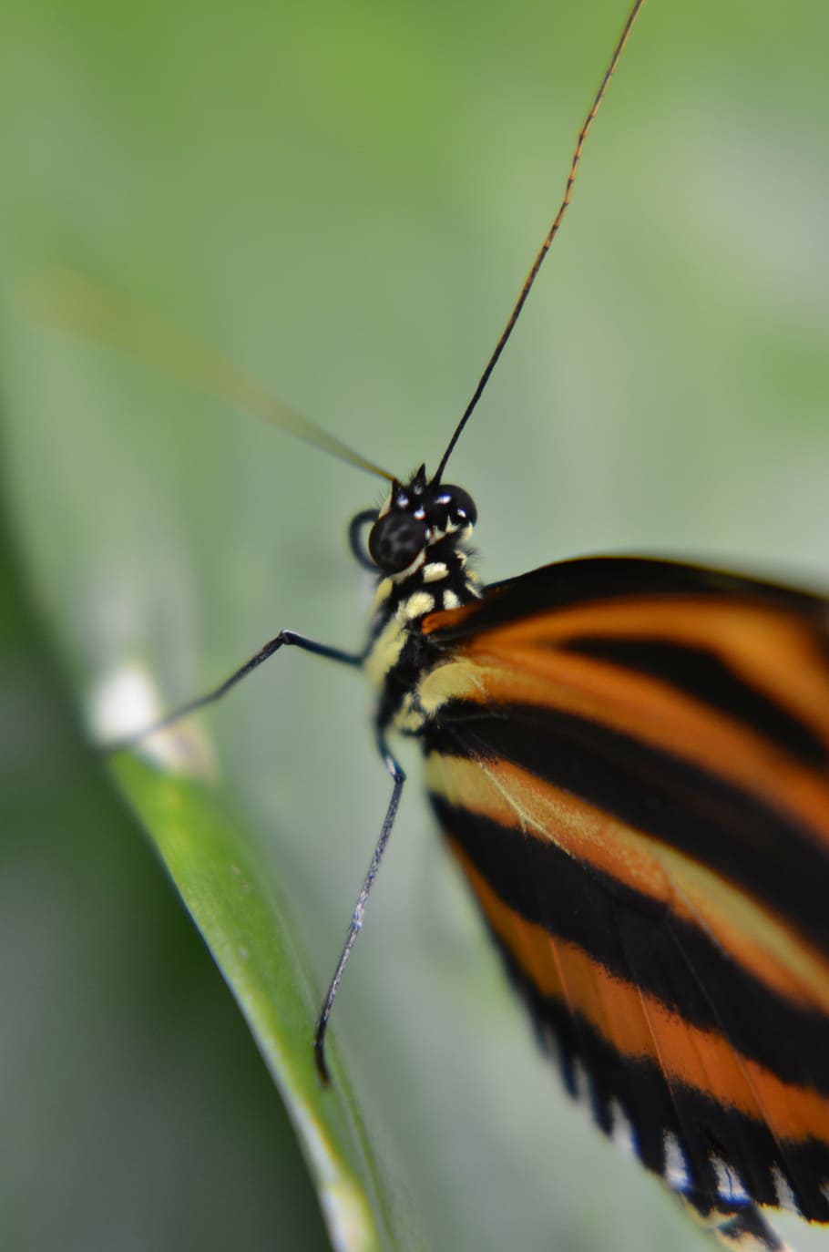 butterfly, macro, simple, invertebrate, insect, animal themes HD wallpaper