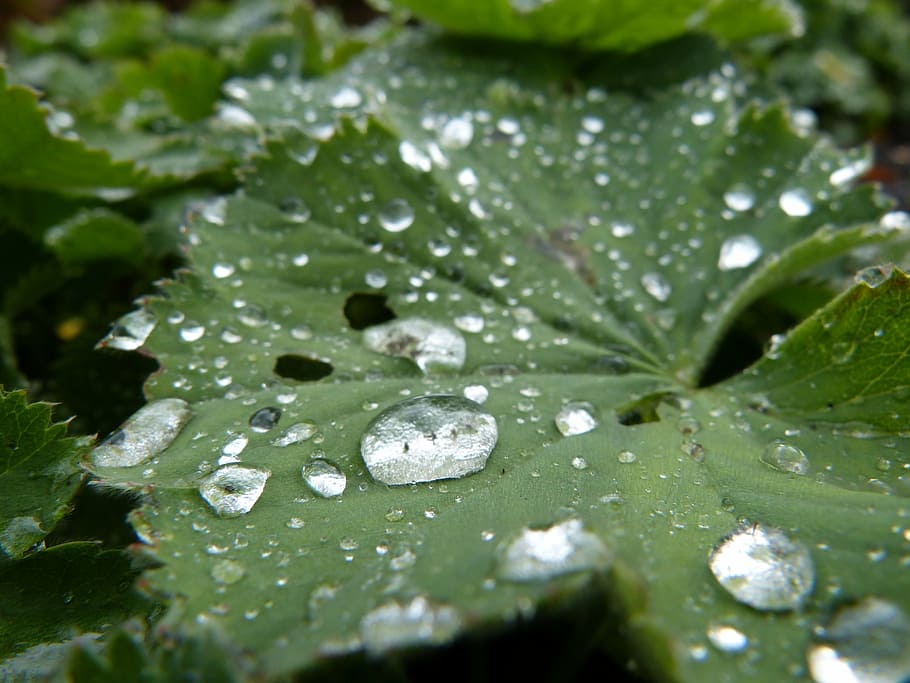 rain, rain drop, leaf, green, plant, nature, water, wet, plant part HD wallpaper
