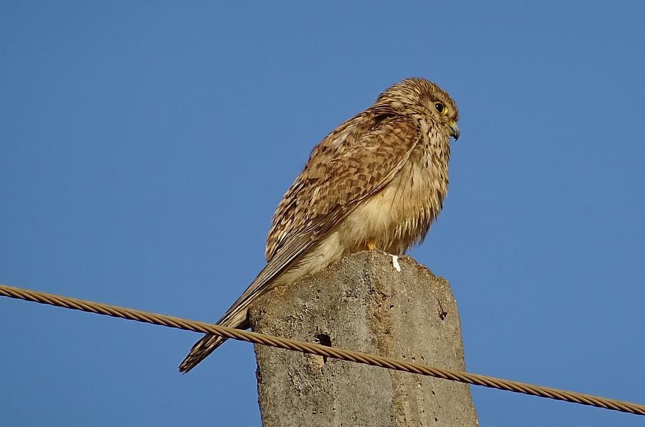 Bird, Raptor, Hunter, Predator, common kestrel, female, falco tinnunculus HD wallpaper