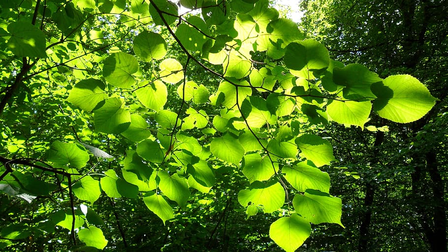Leaves, Sun, Forest, Foliage, green color, leaf, nature, tree HD wallpaper