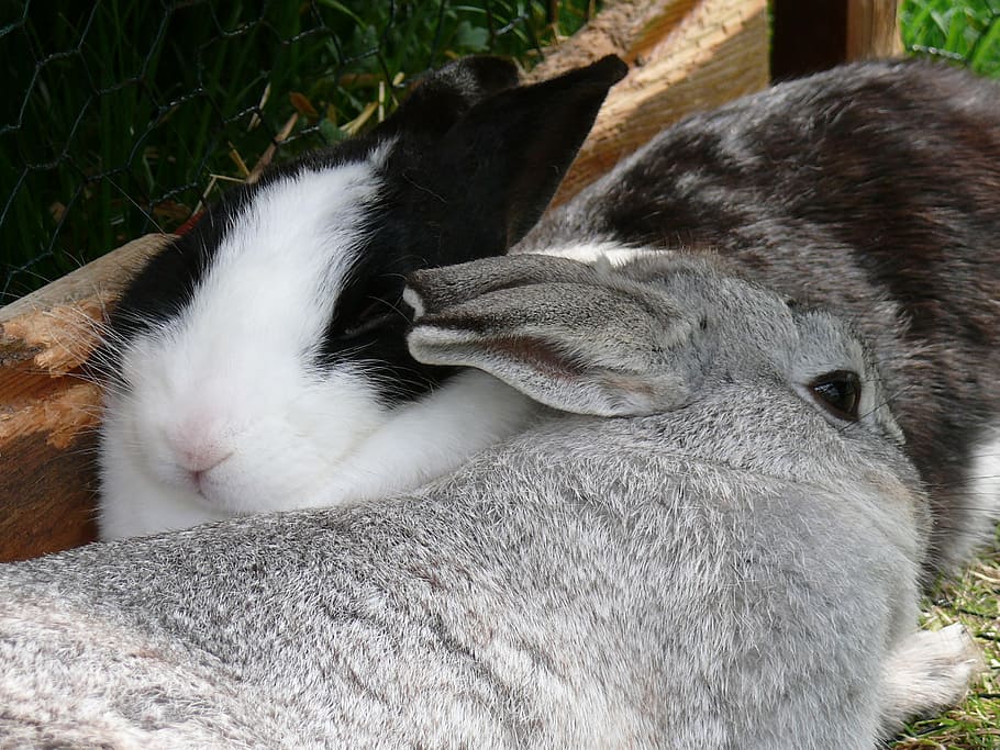 rabbit, dwarf rabbit, munchkins, long eared, nager, rodent HD wallpaper