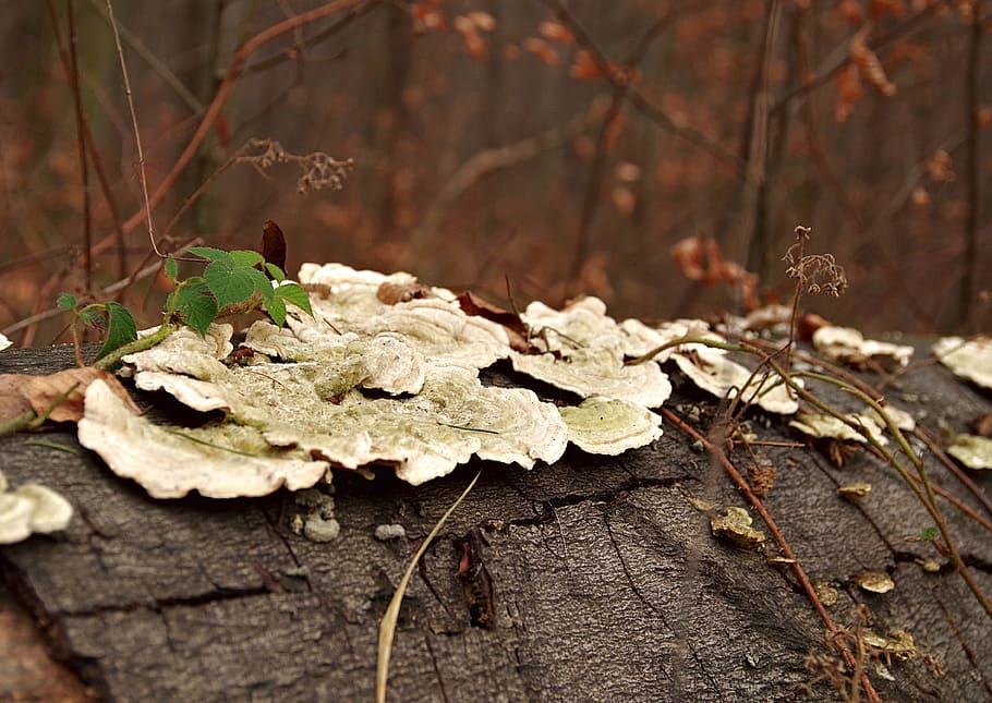 hub, mushroom, trunk, tree, forest, moss, lichen, nature, leaf HD wallpaper