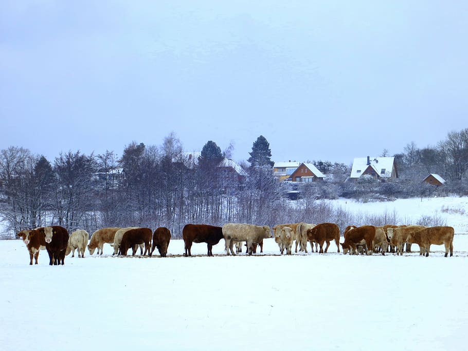 cows, cow herd, winter, agriculture, animals, beef, cattle, HD wallpaper