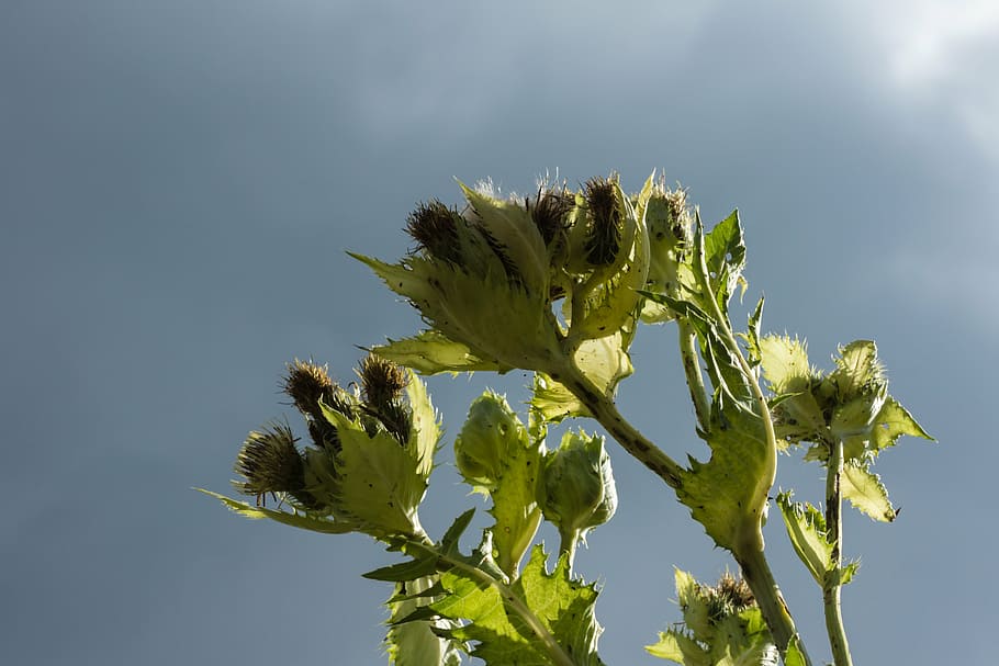 thistle, sting, sky, leaves, clouds, sunset, mood, dusk, sunbeam HD wallpaper