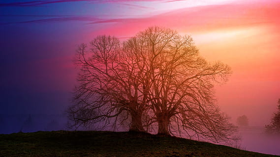 silhouette of tree, dawn, landscape, nature, sunset, hill, pastel HD wallpaper