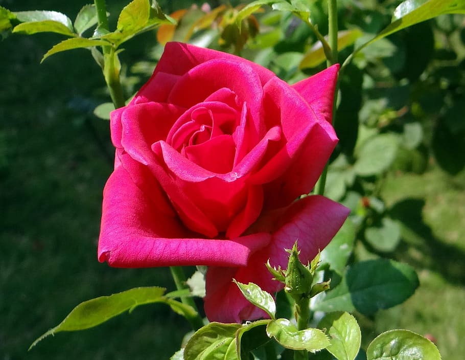 Rose, Red, Flower, Bloom, Blooming, petal, petals, valentine HD wallpaper