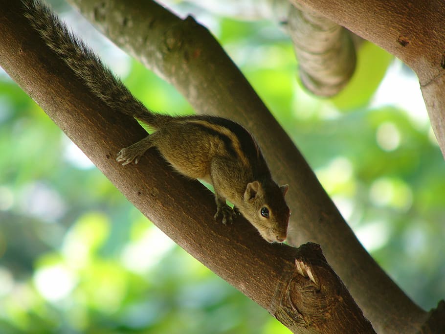 squirrel, animal, wild, animal wildlife, animal themes, animals in the wild HD wallpaper