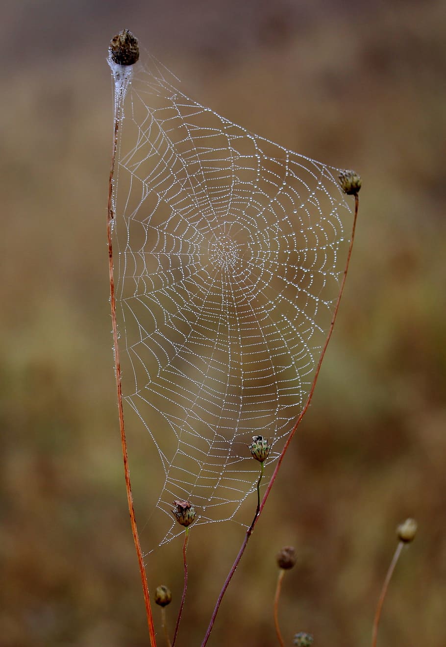 spider web, wet, hooked, place, dew, drops, nature, fragility HD wallpaper
