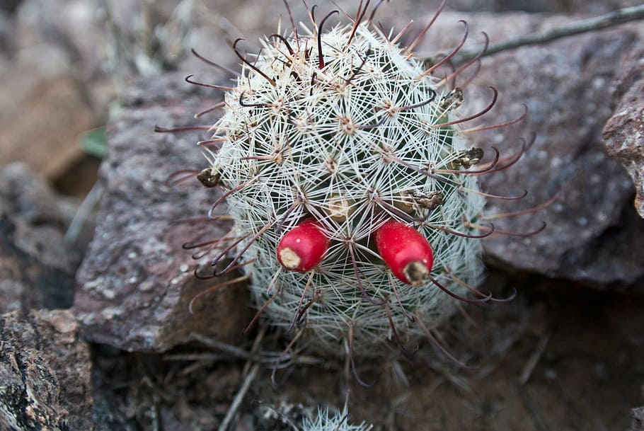 arizona, tucson, desert, cactus, landscape, nature, red, no people HD wallpaper