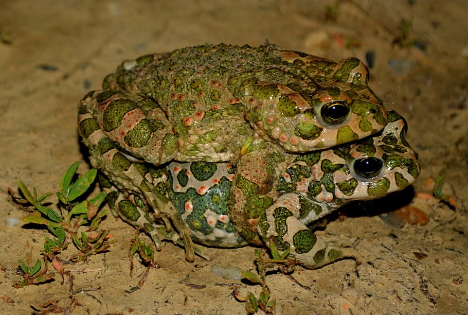 frog, love, green, night, animal themes, amphibian, one animal HD wallpaper