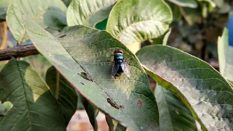 Fly, Insect, Nature, Leaf, day, outdoors, no people, invertebrate HD wallpaper