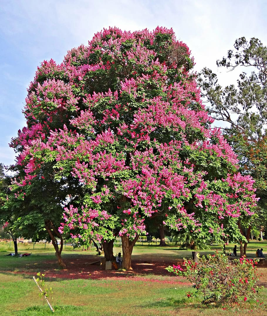 giant crape-myrtle, lagerstroemia speciosa, queen's crape-myrtle, HD wallpaper