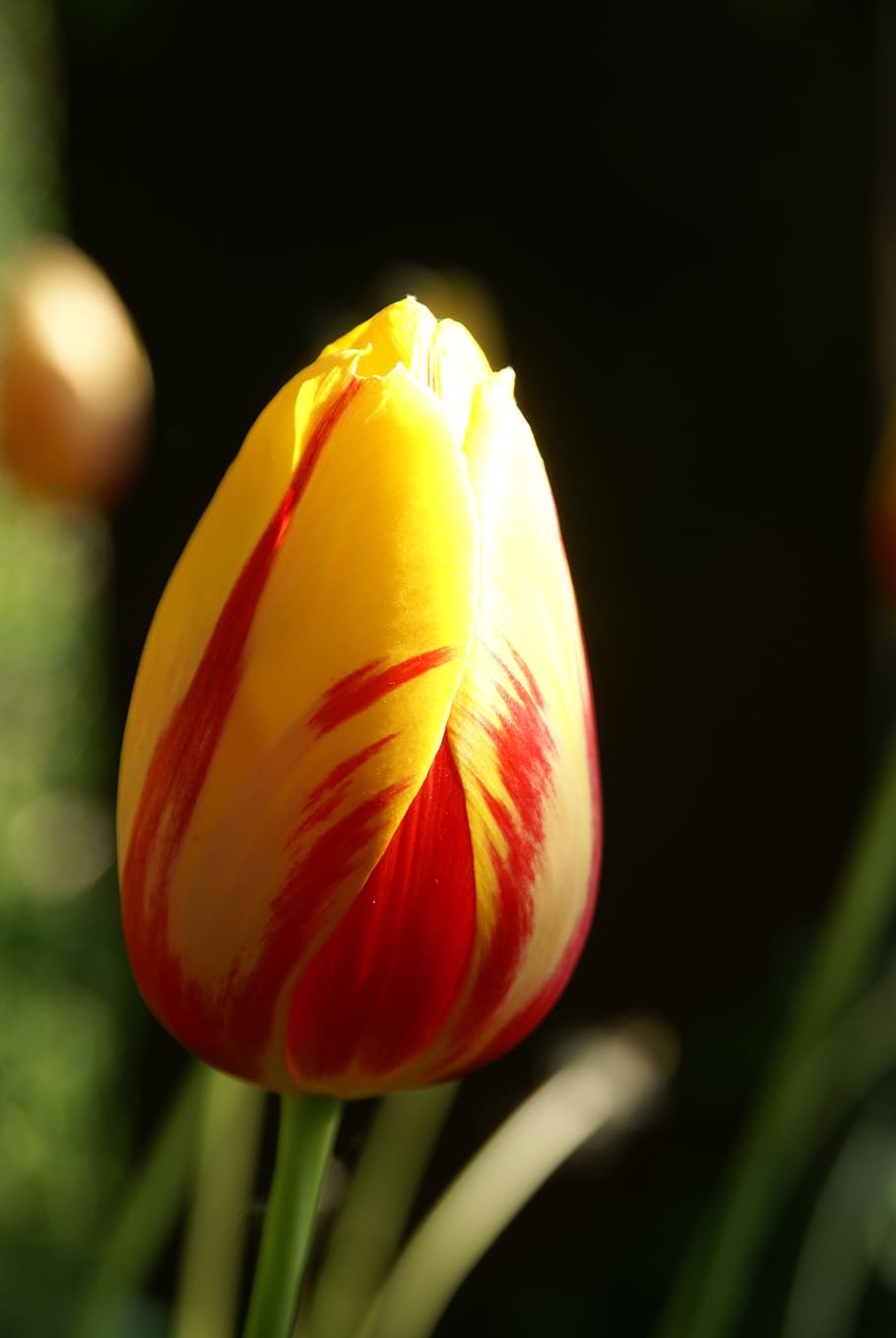 tulip, nature, flower, easter, freshness, flowering plant, fragility HD wallpaper