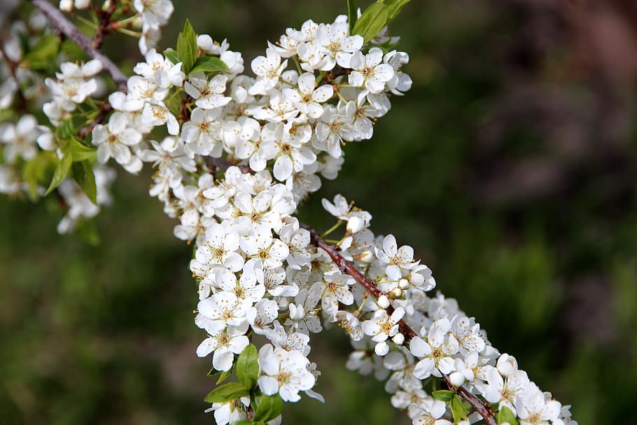 bird-cherry tree, bloom, spring, the leaves of the branch, flower HD wallpaper