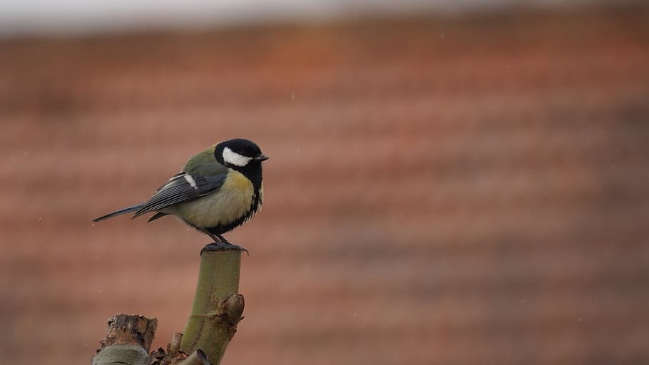 nature, bird, animal wildlife, vertebrate, animals in the wild HD wallpaper