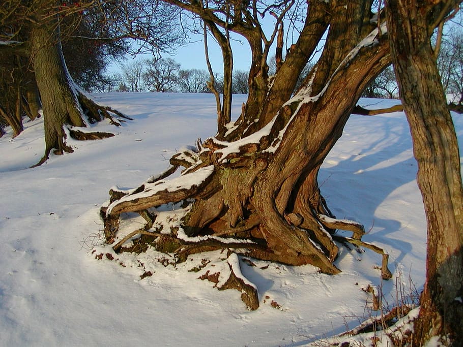brown withered tree covered in snow at daytime, root, rooted HD wallpaper