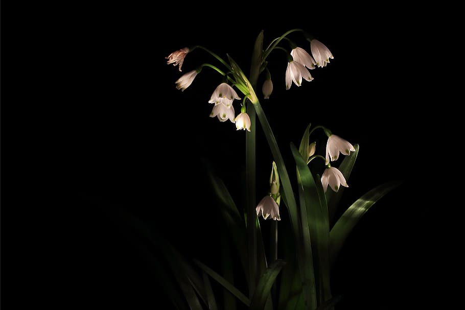 white petaled flowers with green linear leaves, snowflake, april cup HD wallpaper