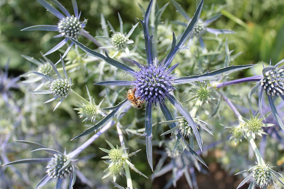 plant, blue, bee, nectar, botanical gardens, denver, flower HD wallpaper
