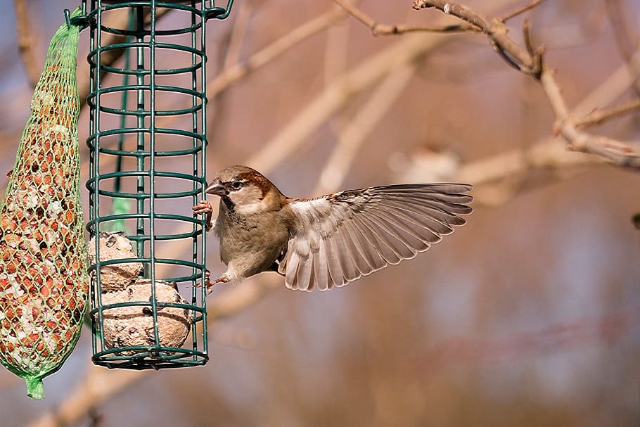 Bird, Sparrow, Sperling, Close, Animal, sparrows, foraging, HD wallpaper