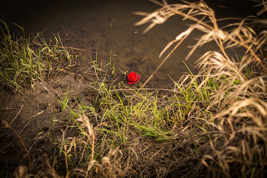 rose, water, river, pond, alone, red, flower, swimm, uphold HD wallpaper